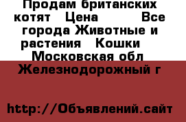 Продам британских котят › Цена ­ 500 - Все города Животные и растения » Кошки   . Московская обл.,Железнодорожный г.